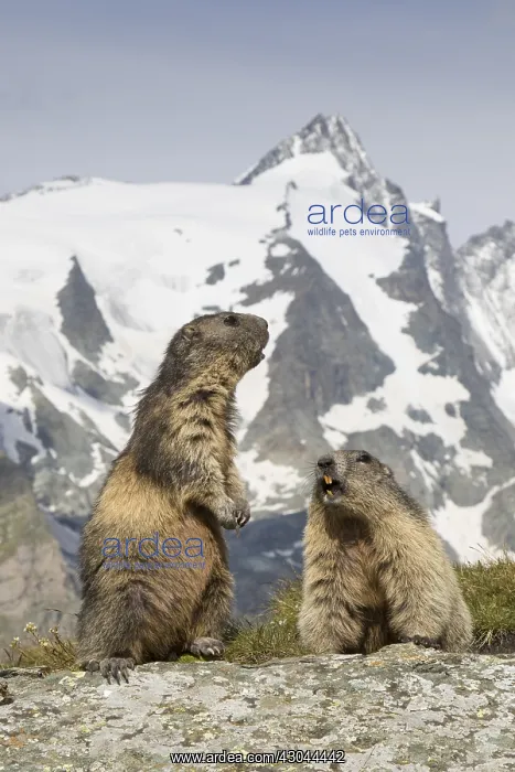 : Alpine Marmot - pair - Hohe Tauern National Park, Austria : Alpine Marmot - pair - Hohe Tauern National Park, Austria