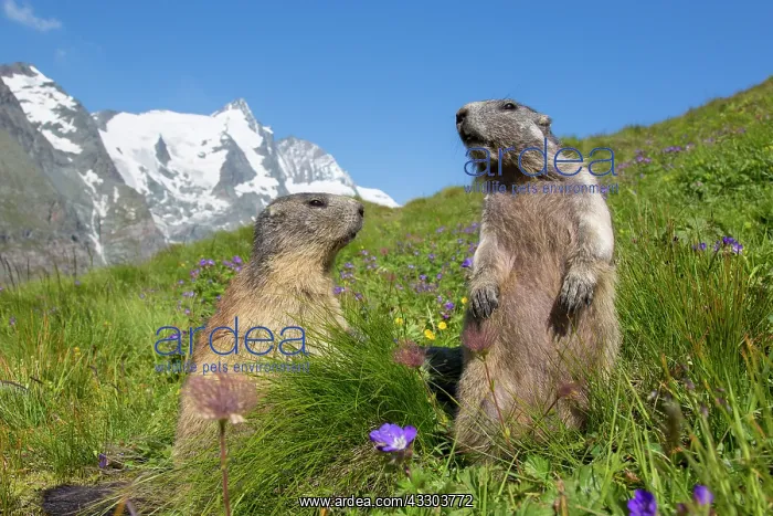 : Alpine Marmot - pair - Hohe Tauern National Park : Alpine Marmot - pair - Hohe Tauern National Park