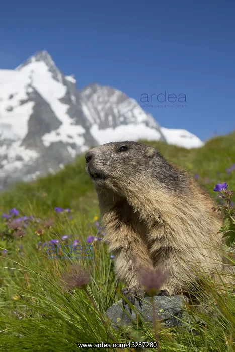 : Alpine Marmot - portrait - National Park Hohe Tauern : Alpine Marmot - portrait - National Park Hohe Tauern