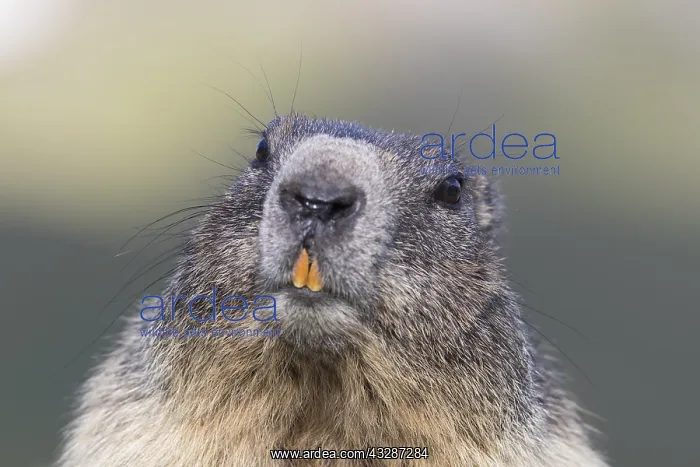 : Alpine Marmot - portrait - National Park Hohe Tauern : Alpine Marmot - portrait - National Park Hohe Tauern