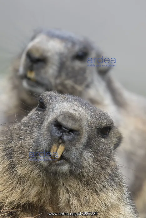 : Alpine Marmot - portrait - National Park Hohe Tauern : Alpine Marmot - portrait - National Park Hohe Tauern