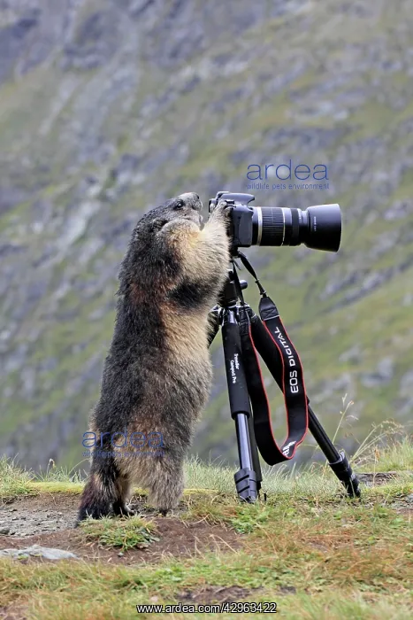 : Alpine Marmot - standing up at camera on tripod : Alpine Marmot - standing up at camera on tripod