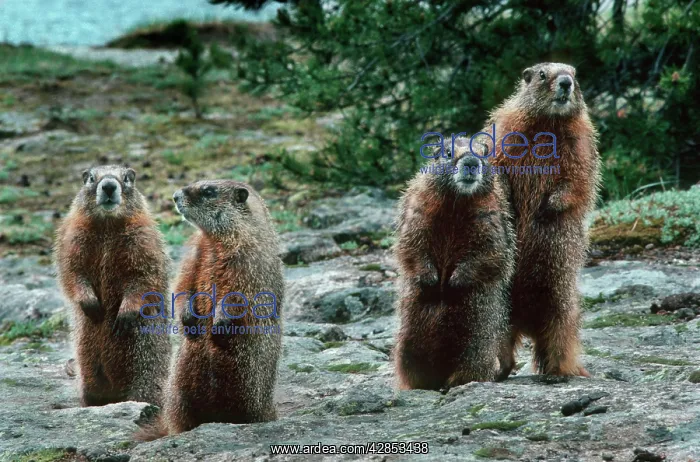 : Alpine Marmot four upright in winter coat : Alpine Marmot four upright in winter coat