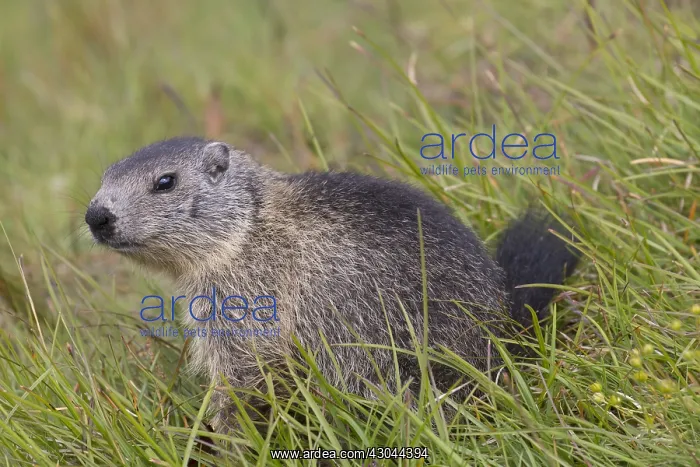 : Alpine Marmot - young marmot - Hohe Tauern National : Alpine Marmot - young marmot - Hohe Tauern National