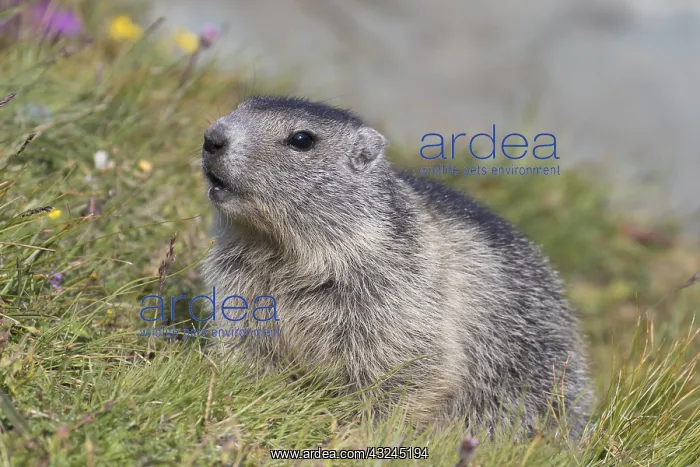 : Alpine Marmot - young marmot - Hohe Tauern National : Alpine Marmot - young marmot - Hohe Tauern National