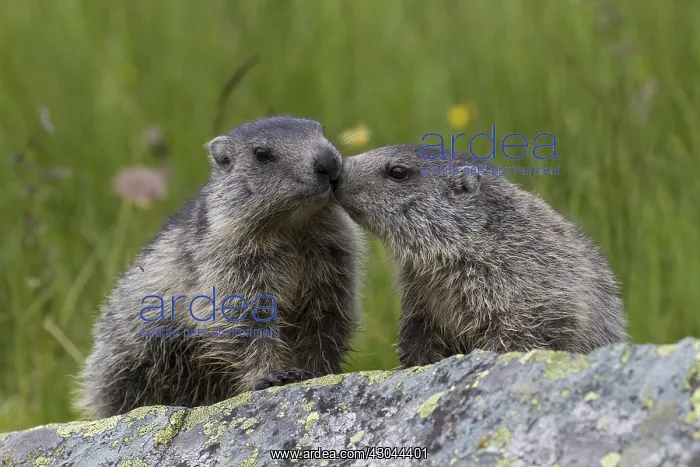 : Alpine Marmot - young marmots - Hohe Tauern National : Alpine Marmot - young marmots - Hohe Tauern National