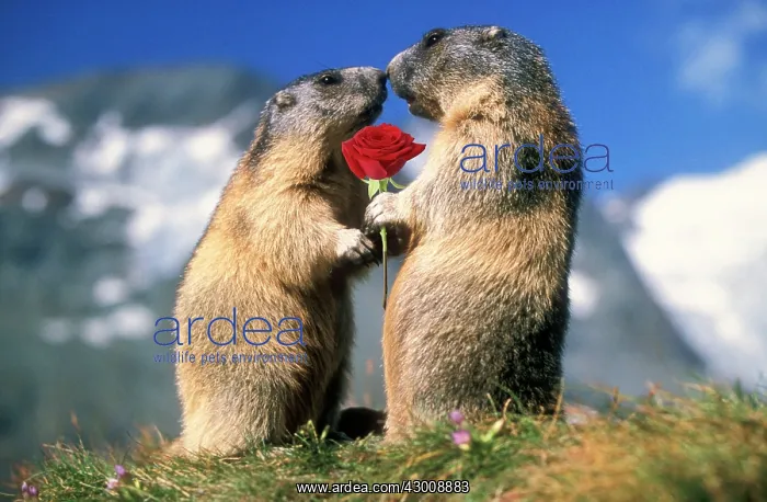: Alpine Marmots two facing each other one holding red rose : Alpine Marmots two facing each other one holding red rose