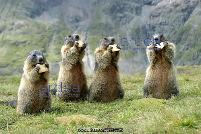 : Alpine Marmots (Marmota marmota) eat biscuits, G : Alpine Marmots (Marmota marmota) eat biscuits, G