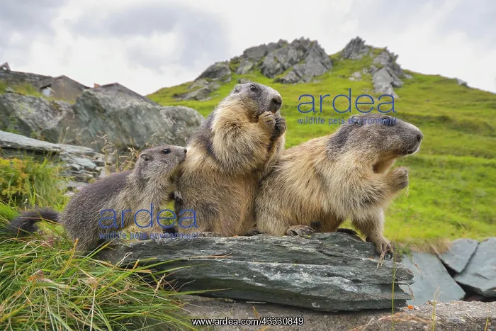 : Alpine Marmots (Marmota marmota) on rocks, National : Alpine Marmots (Marmota marmota) on rocks, National