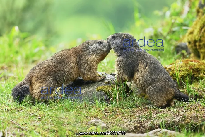 : Two Alpine marmots (Marmota marmota), sniffing each : Two Alpine marmots (Marmota marmota), sniffing each