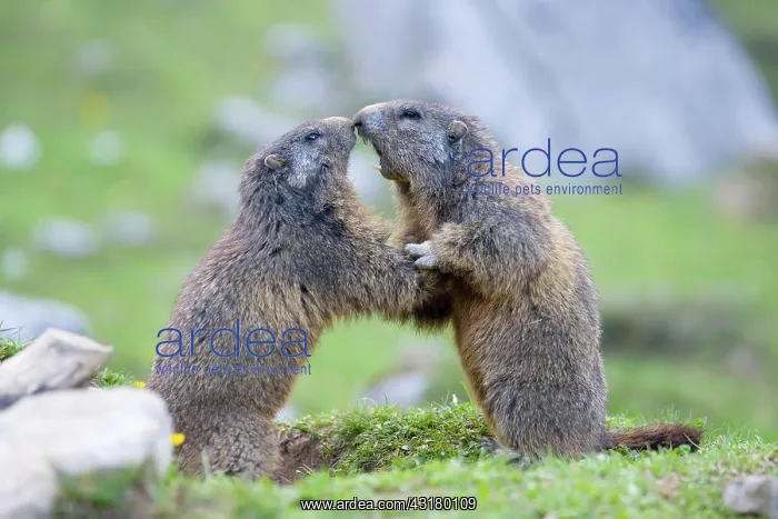 : Two Alpine Marmots (Marmota marmota), young animals : Two Alpine Marmots (Marmota marmota), young animals