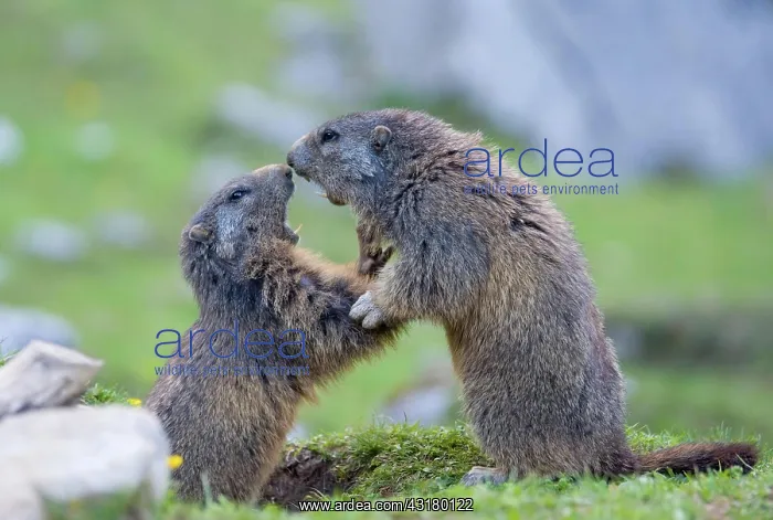 : Two Alpine Marmots (Marmota marmota), young animals : Two Alpine Marmots (Marmota marmota), young animals