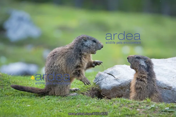 : Two Alpine Marmots (Marmota marmota), young animals : Two Alpine Marmots (Marmota marmota), young animals