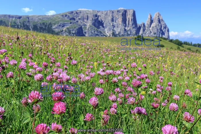 : Alpine meadow with flowers in front of mountains : Alpine meadow with flowers in front of mountains