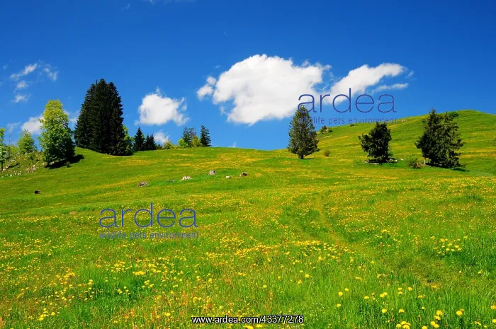  : Alpine meadow in summer, above the Alpsee lake near