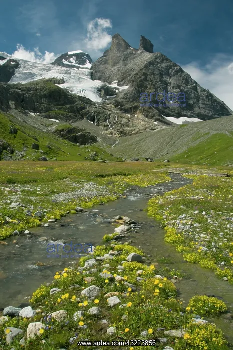  : Alpine meadow below Tschingelhorn, 3562