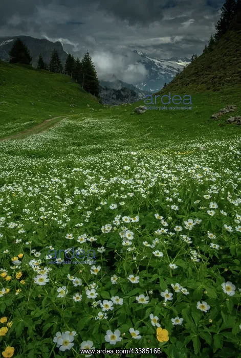: Alpine meadows full of Aconite-leaved buttercup : Alpine meadows full of Aconite-leaved buttercup