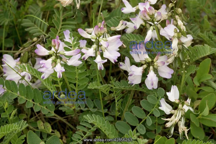: Alpine milk-vetch : Alpine milk-vetch