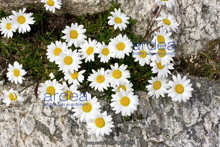 : Alpine Moon Daisy - at high altitude in the Swiss Alps : Alpine Moon Daisy - at high altitude in the Swiss Alps