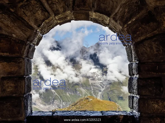 : Alpine mountain landscape, view through the Holz : Alpine mountain landscape, view through the Holz