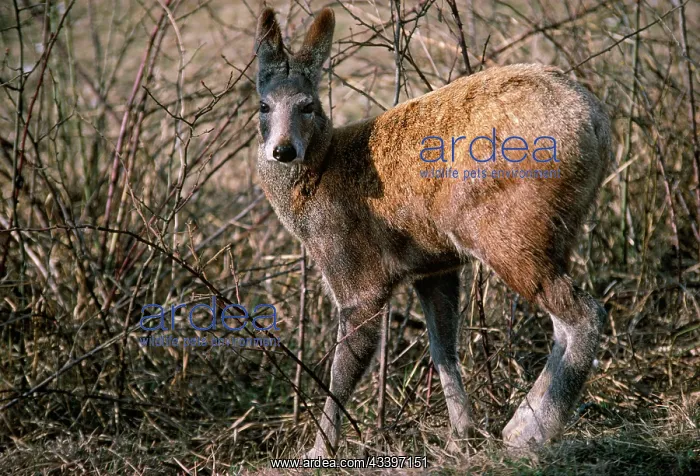 : Alpine Musk Deer - male in captivity : Alpine Musk Deer - male in captivity