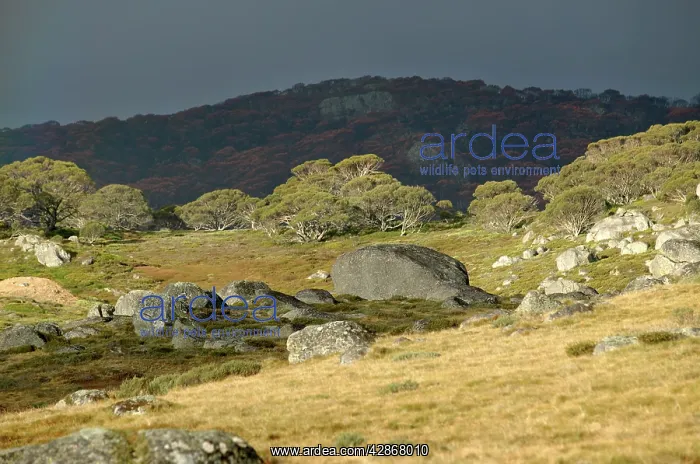 : Alpine National Park : Alpine National Park