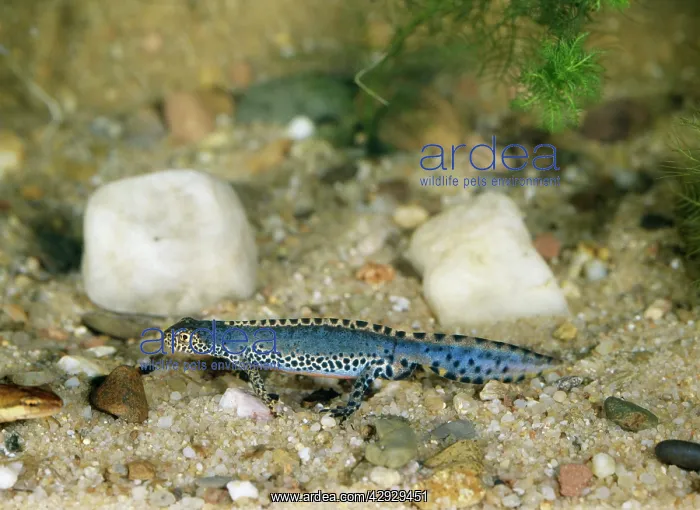  : ALPINE NEWT