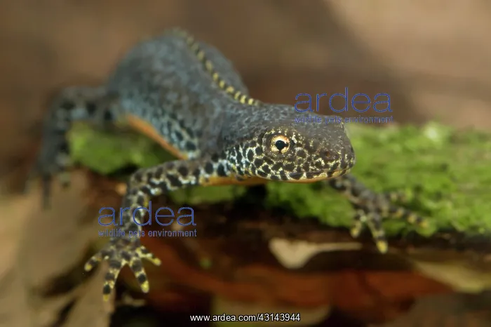 : Alpine Newt : Alpine Newt