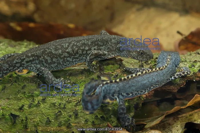 : Alpine Newt : Alpine Newt