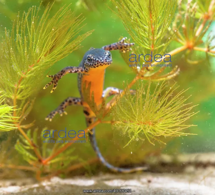 : Alpine Newt : Alpine Newt
