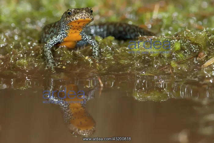 : Alpine Newt : Alpine Newt