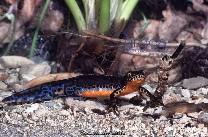 : ALPINE NEWT : ALPINE NEWT