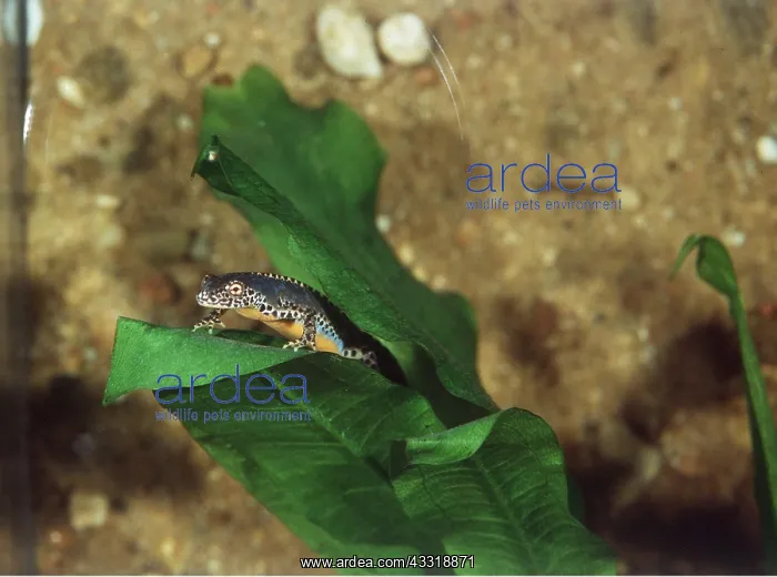 : ALPINE NEWT : ALPINE NEWT