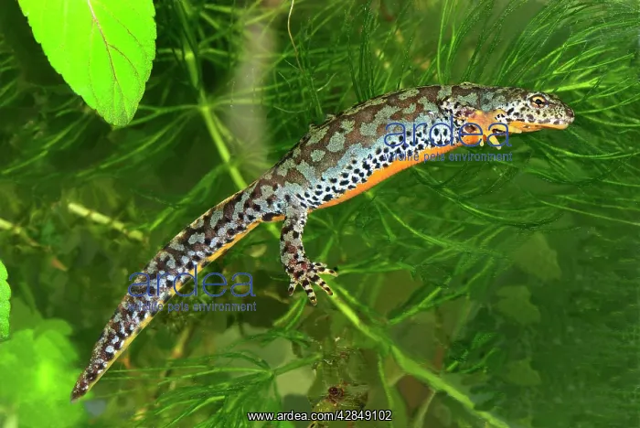 : Alpine Newt - female : Alpine Newt - female