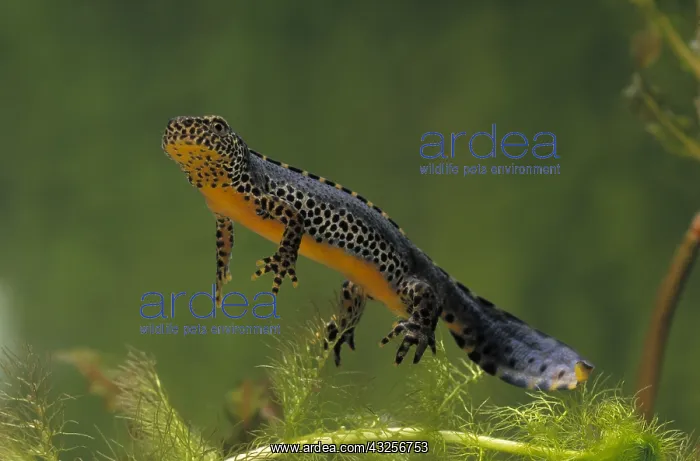 : Alpine Newt (Ichthyosaura alpestris) male under : Alpine Newt (Ichthyosaura alpestris) male under