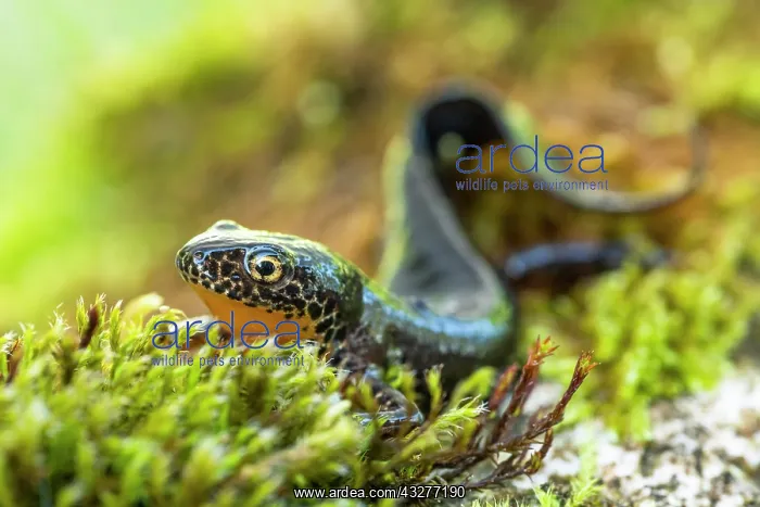 : Alpine newt (Ichthyosaura alpestris), sits in moss : Alpine newt (Ichthyosaura alpestris), sits in moss