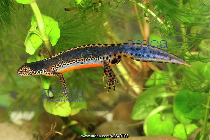 : Alpine Newt - male : Alpine Newt - male