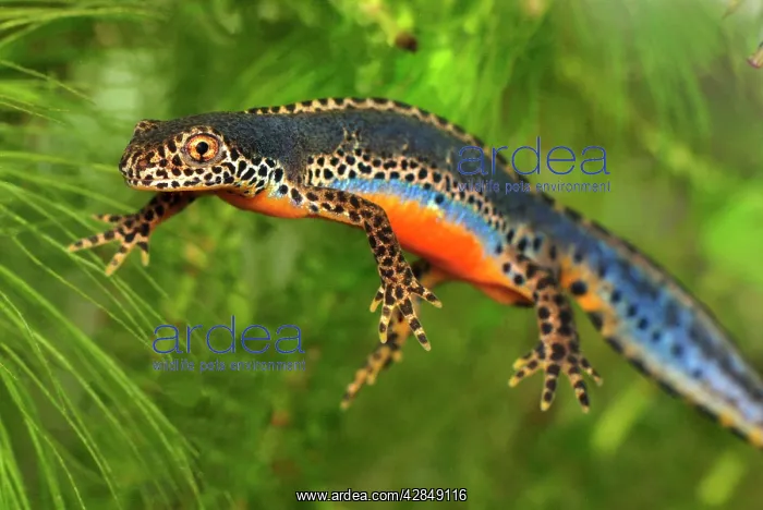 : Alpine Newt - male : Alpine Newt - male