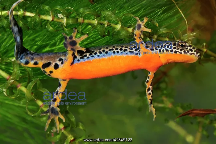 : Alpine Newt - male : Alpine Newt - male