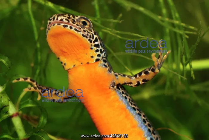 : Alpine Newt - male : Alpine Newt - male