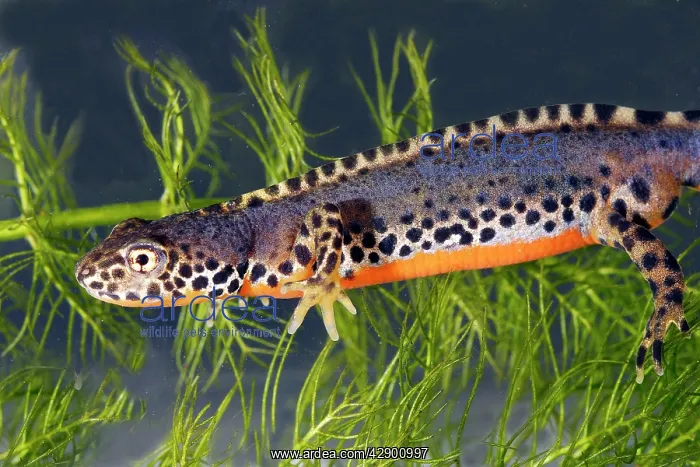 : Alpine Newt - underwater : Alpine Newt - underwater
