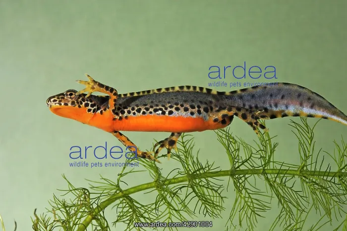 : Alpine Newt - underwater : Alpine Newt - underwater