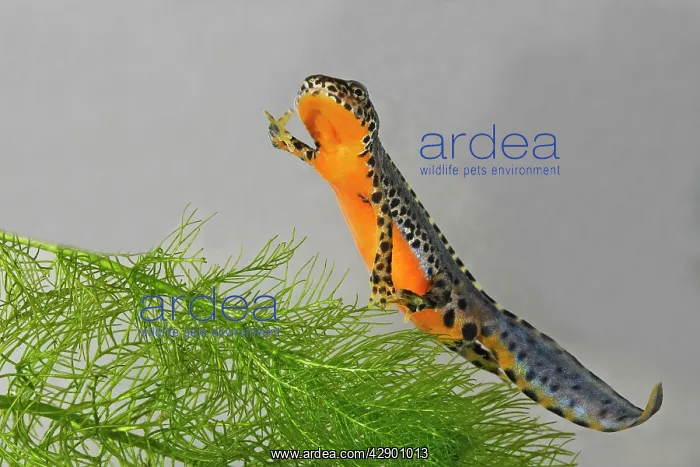 : Alpine Newt - underwater : Alpine Newt - underwater