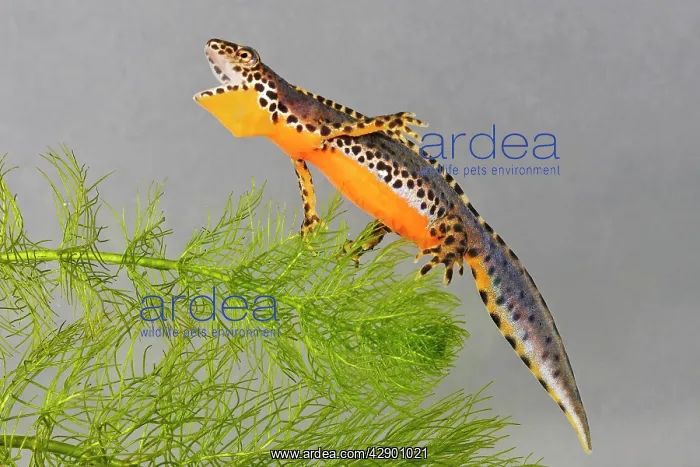 : Alpine Newt - underwater : Alpine Newt - underwater
