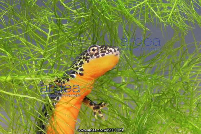 : Alpine Newt - underwater : Alpine Newt - underwater