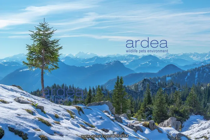 : Alpine panorama, hiking trail to the Kampenwand : Alpine panorama, hiking trail to the Kampenwand