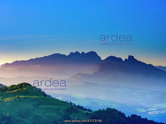 : Alpine panorama, Hoher Dachstein at dawn, Upper : Alpine panorama, Hoher Dachstein at dawn, Upper