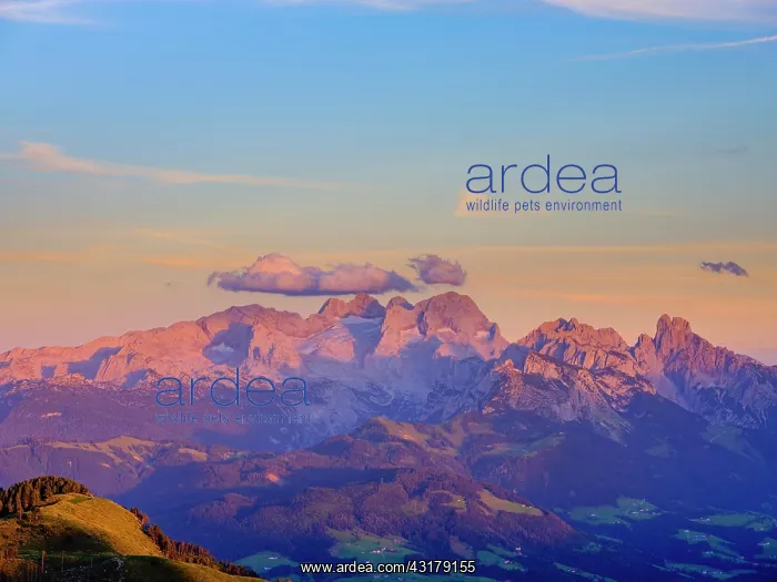 : Alpine panorama, Hoher Dachstein at dusk, Upper : Alpine panorama, Hoher Dachstein at dusk, Upper