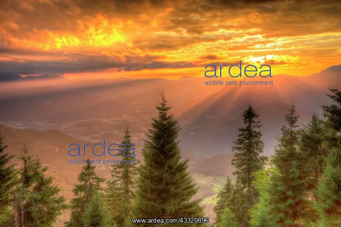 : Alpine panorama in the sunset, in front coniferous : Alpine panorama in the sunset, in front coniferous