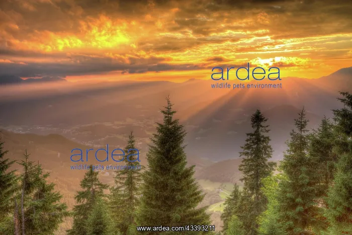 : Alpine panorama in the sunset, in front coniferous : Alpine panorama in the sunset, in front coniferous